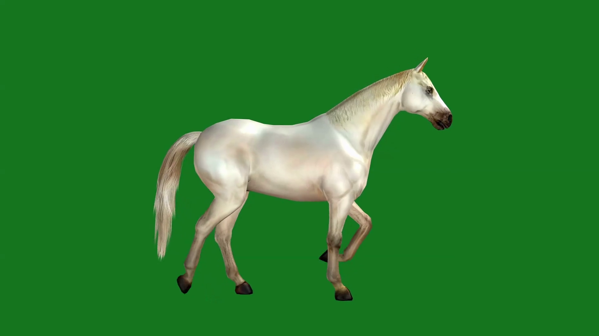 White Horse Galloping On Green Background Stock Motion Graphics SBV302222738 Storyblocks