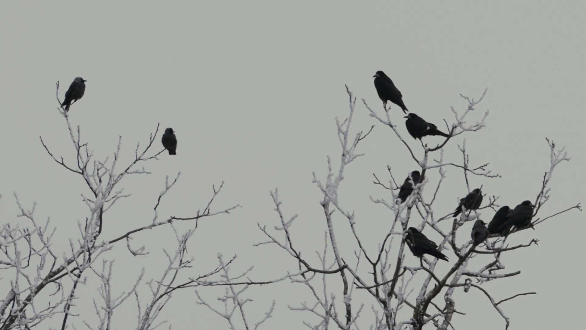 A tree with crows slo mo Stock Video Footage Storyblocks