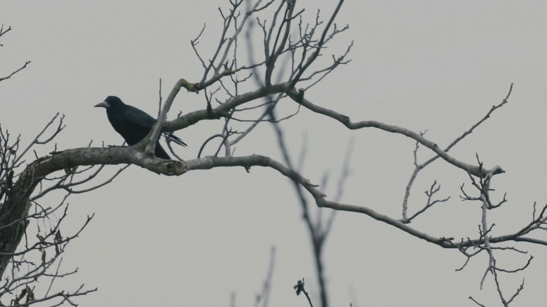 Raven on a dead tree slo mo Stock Video Footage Storyblocks