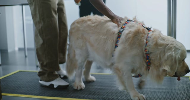 Check In | Animals stock footage - Storyblocks