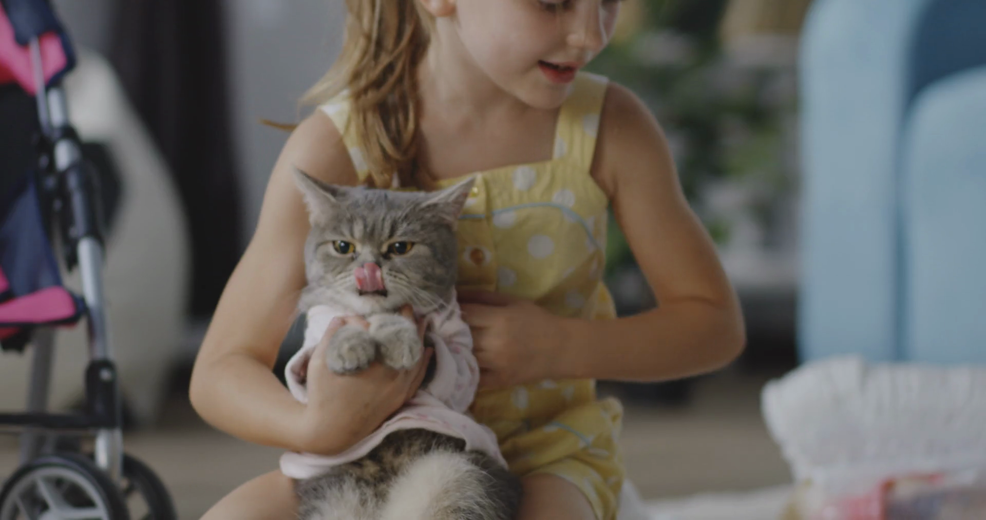 Close up shot of girl putting clothes on cat Stock Video Footage 0027