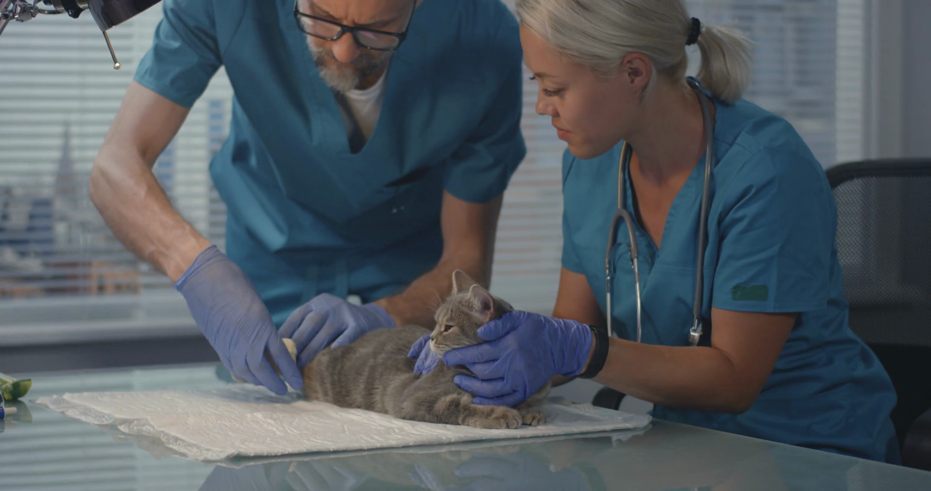 Medium shot of veterinarians bandaging cats legs Stock Video Footage 00