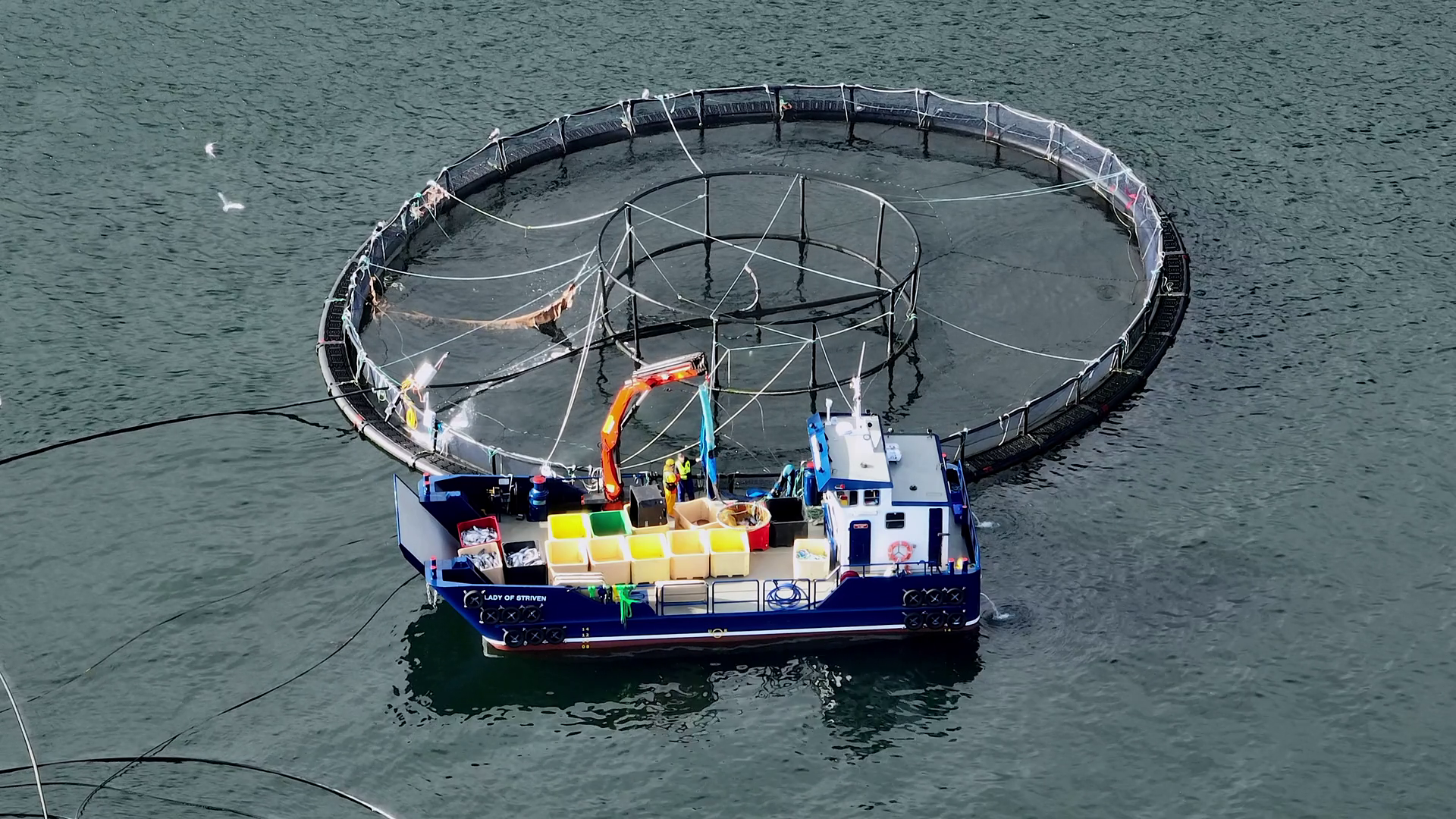 Workers On Boat Catching Fish From Intensive Stock Footage SBV ...