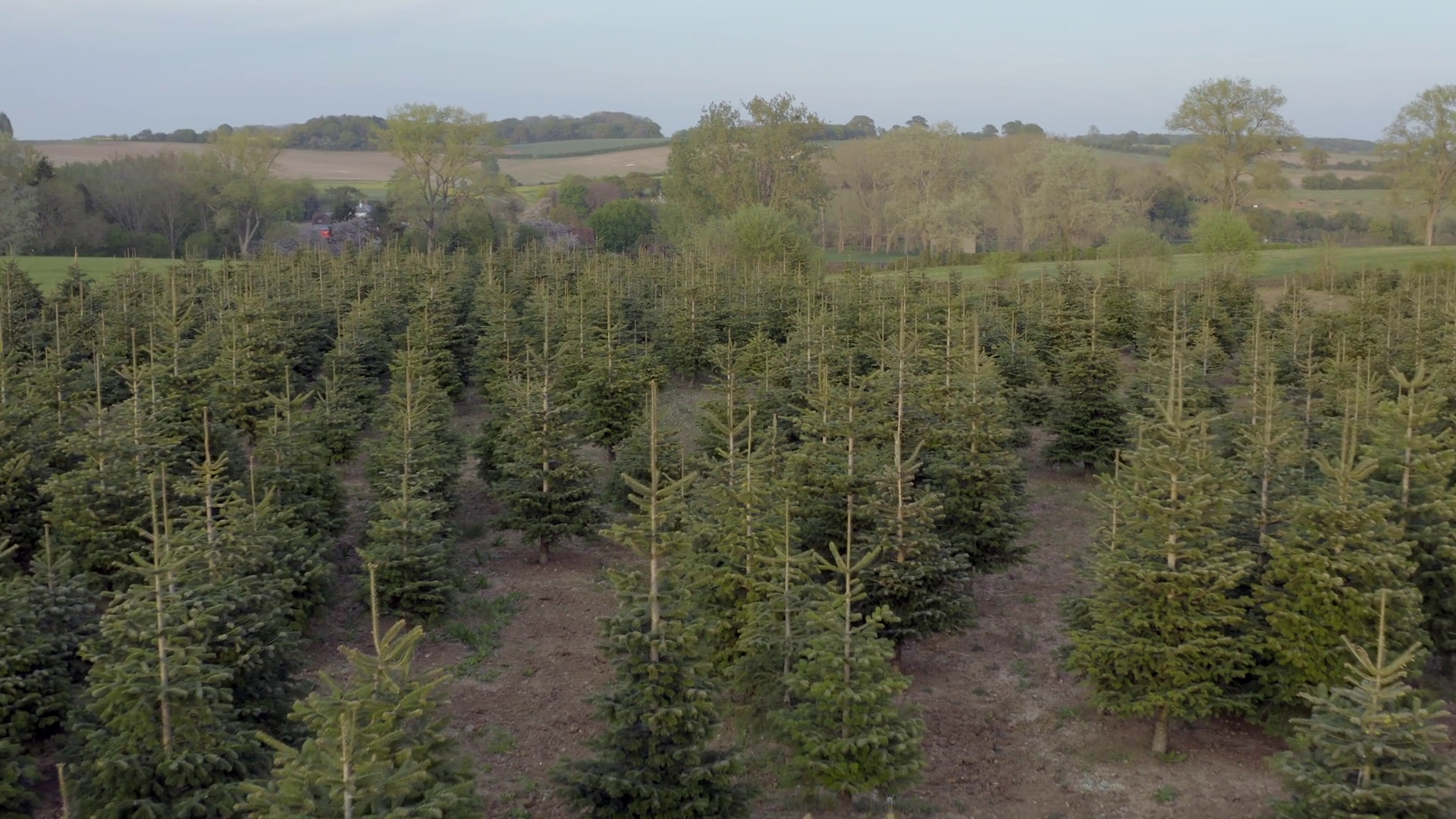 Pick Own Christmas Tree Farm Aerial View Stock Footage SBV-348860427 ...