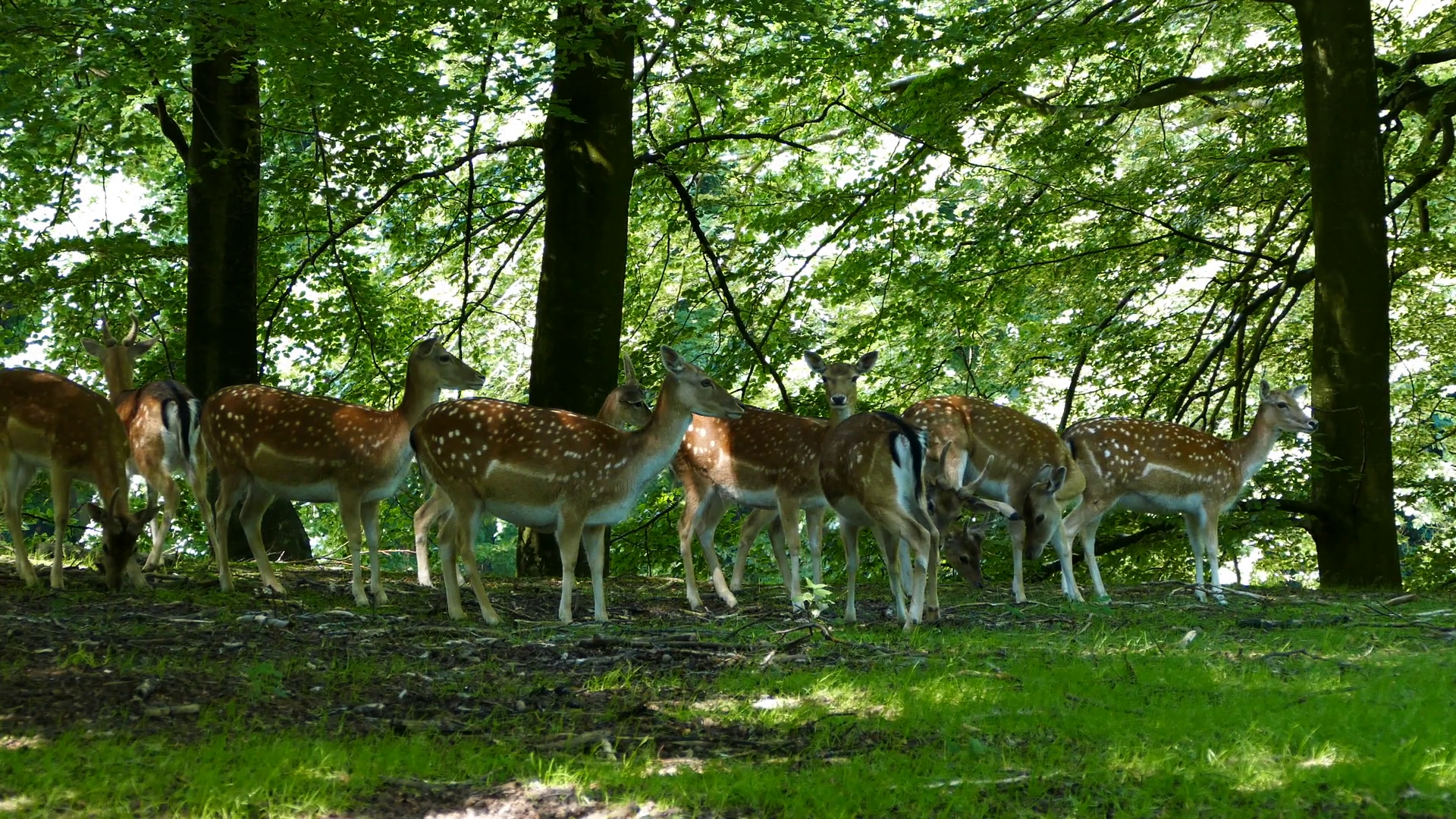 Herd of deer in the forest of Arhus Denmark Stock Video Footage 0016