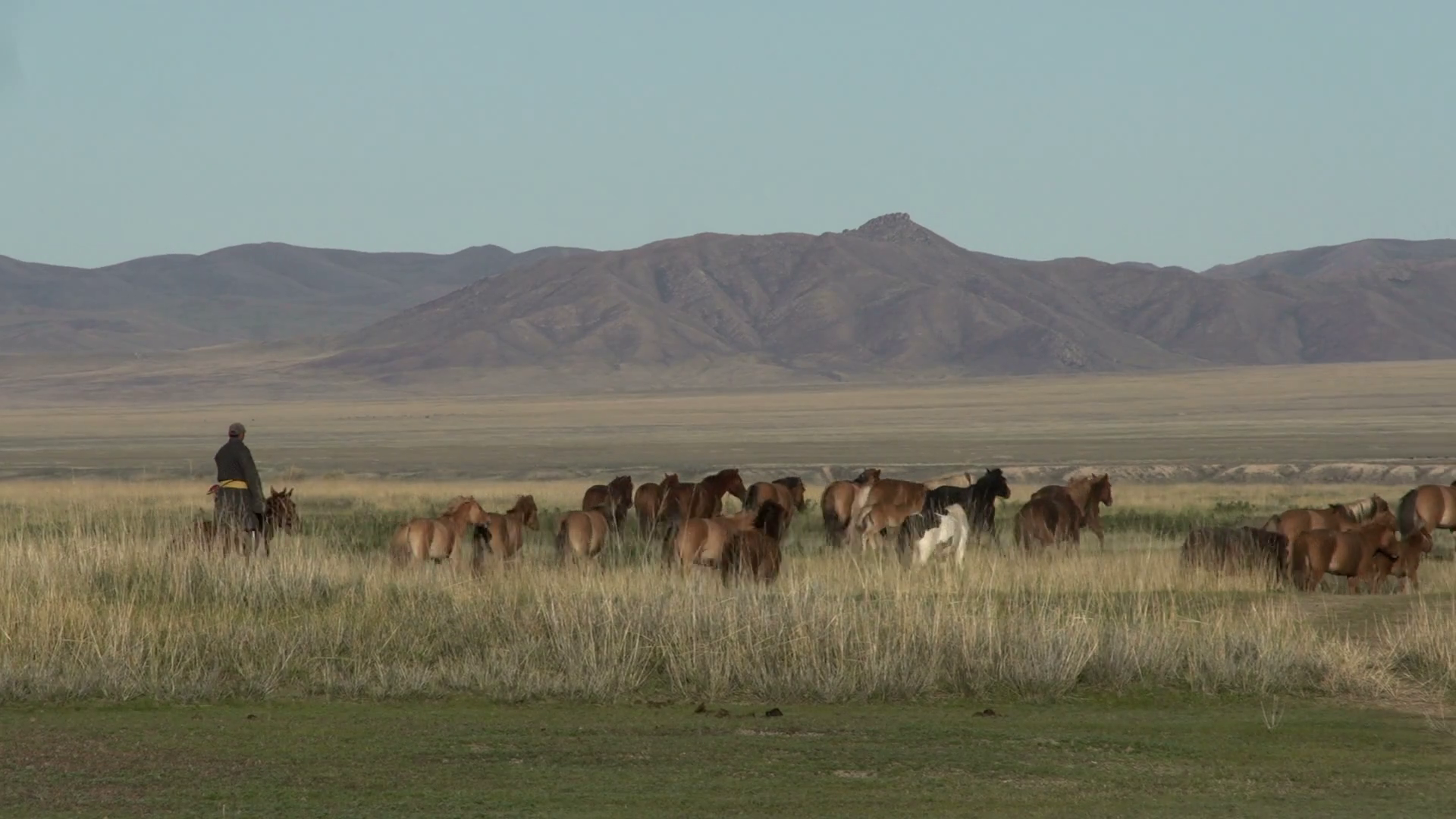 Mongolian Nomad Herding Horses Stock Footage SBV-300281271 - Storyblocks