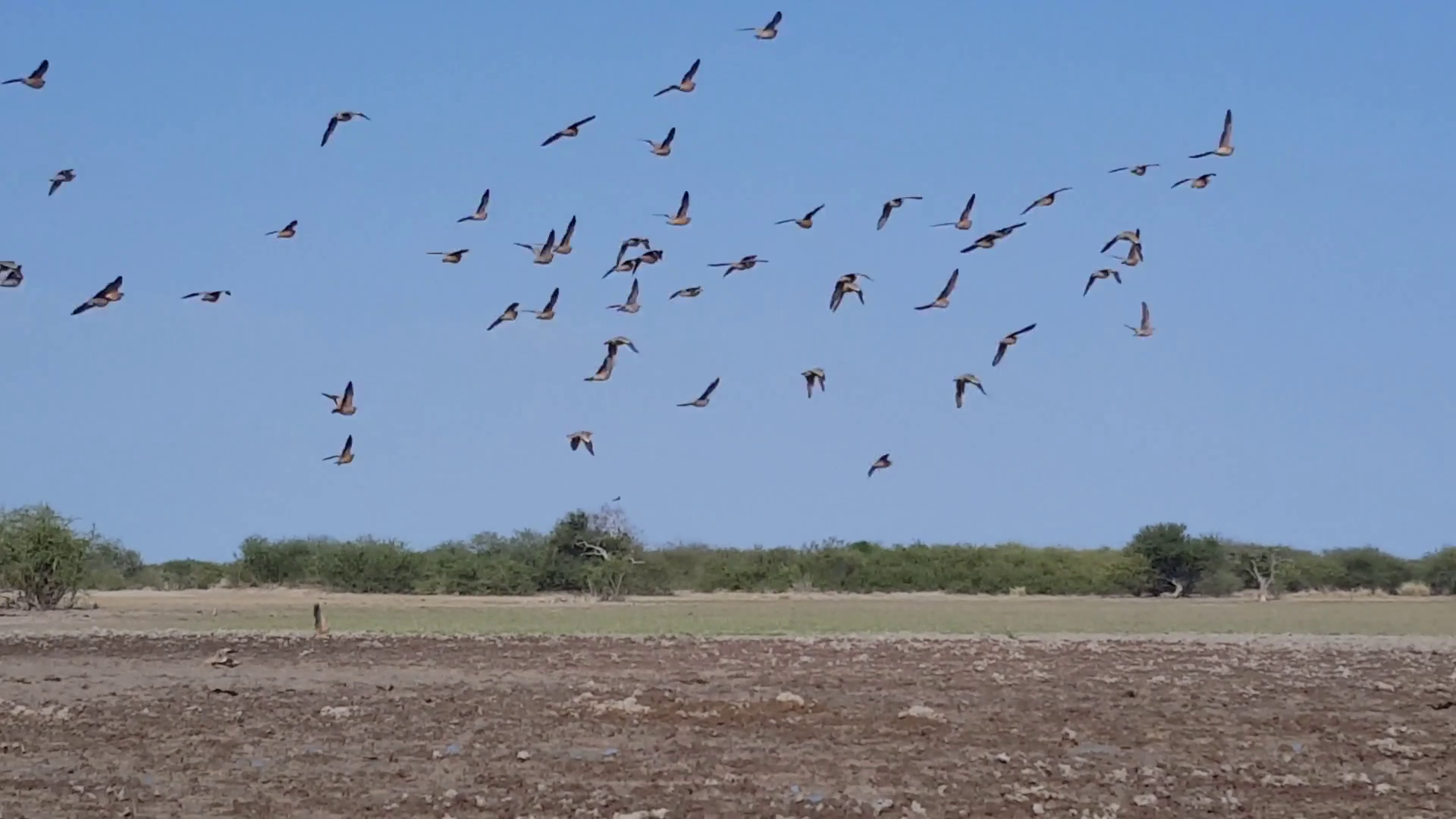Big Group Of Birds Flying Around Pond In Stock Footage SBV338558251 Storyblocks