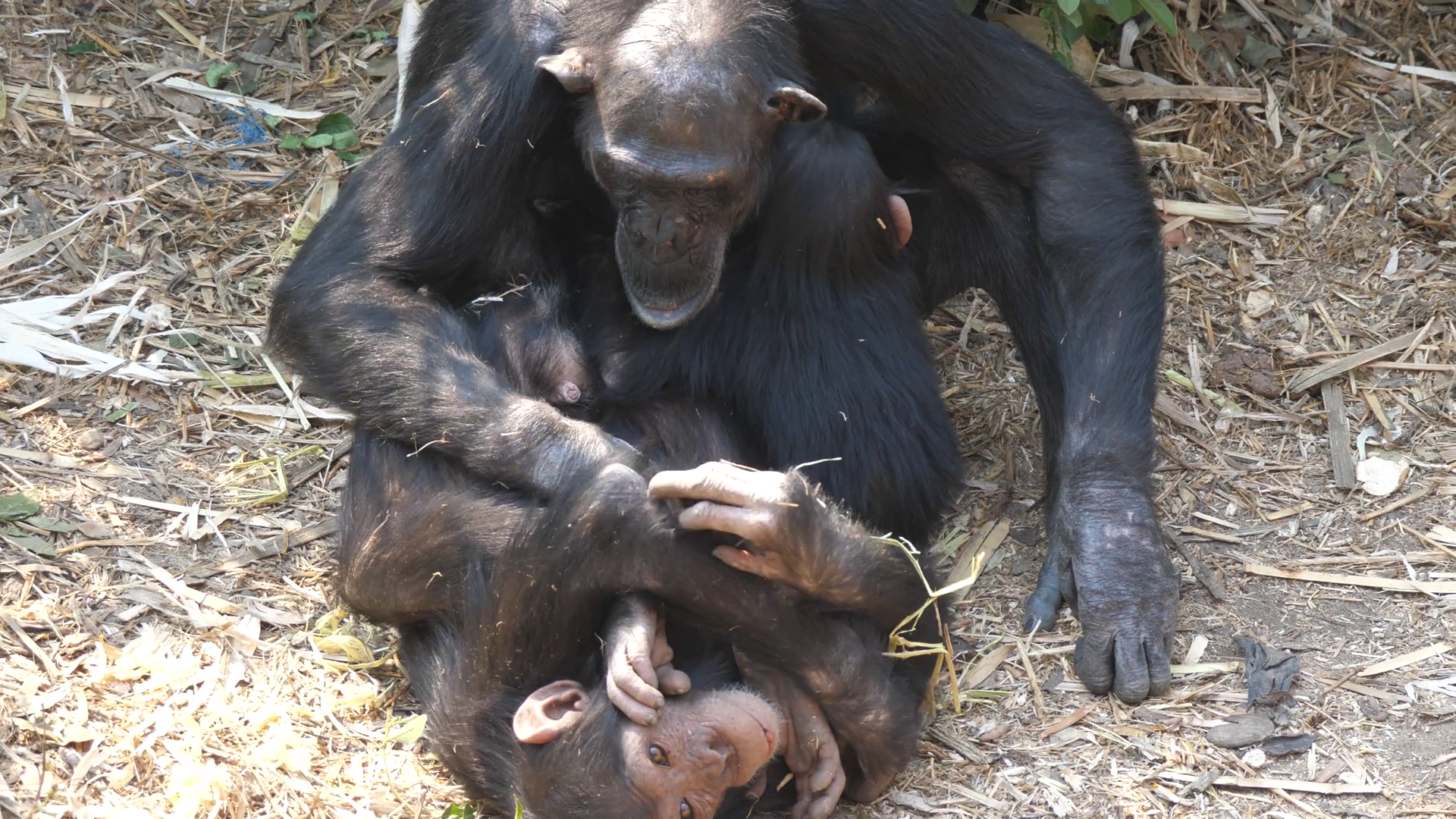 Mother Chimp Checking Young At Chimfunshi Stock Footage SBV-353344468 ...