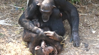 Mother Chimp checking her young at Chimfunshi Chimp Orphanage in Zambia