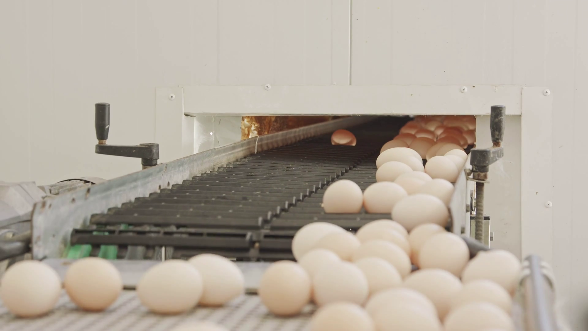 Eggs On Conveyor Belt In Large Chicken Farm Stock Footage SBV330519497