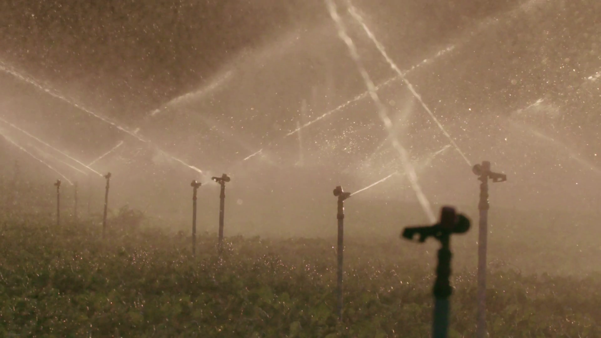 Slow motion of many impact sprinklers irrigating a field during sunset