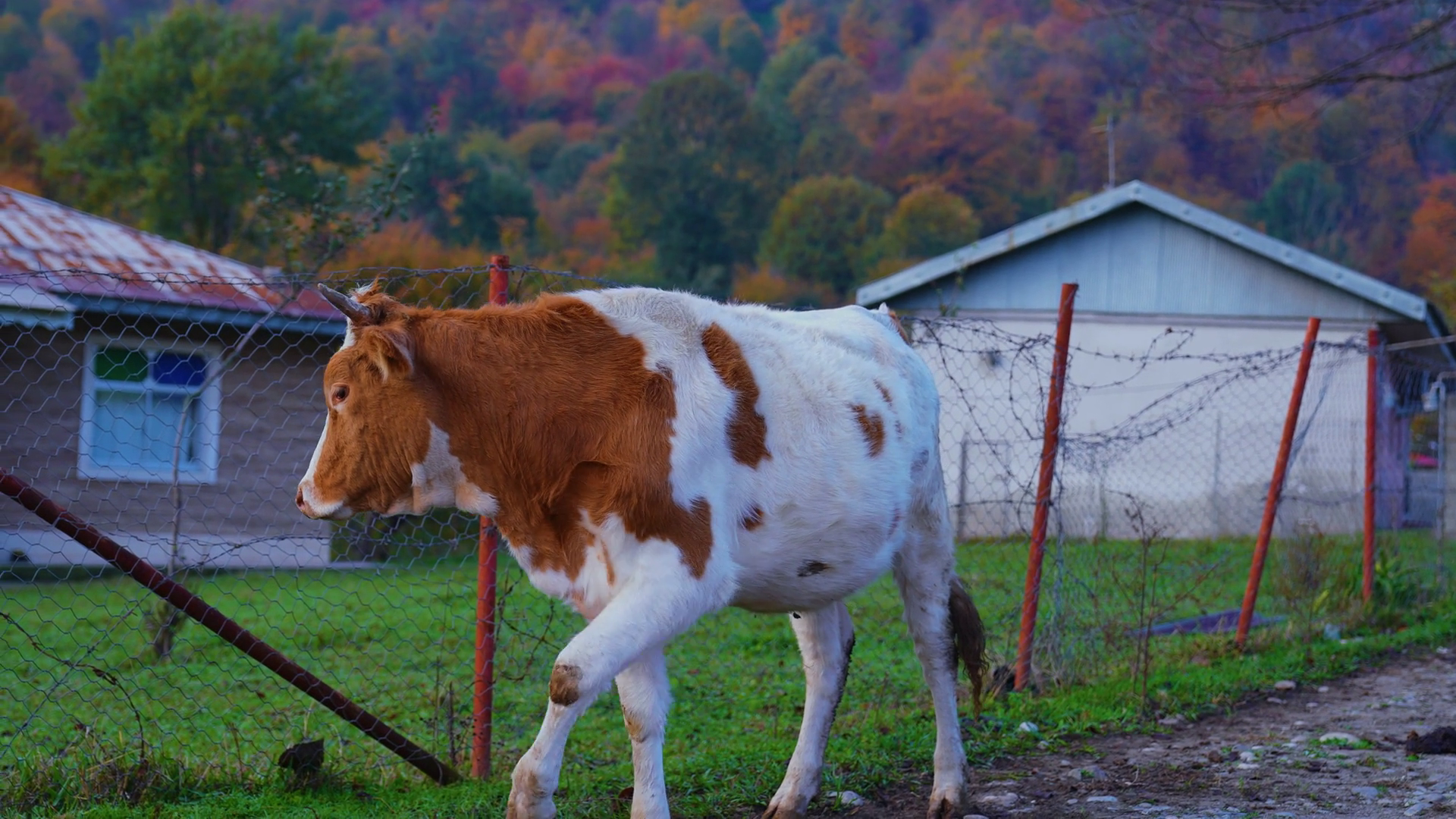 Cow In Village With Autumn Mountain Landscape Stock Footage SBV ...