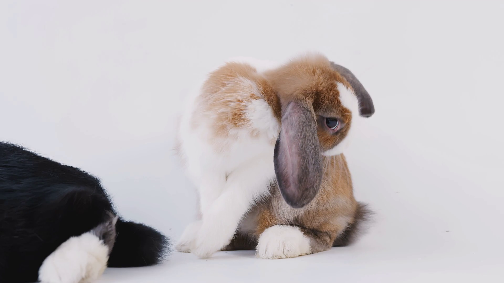 Studio Shot Of Two Miniature Flop Eared Rabbits Cleaning Themselves