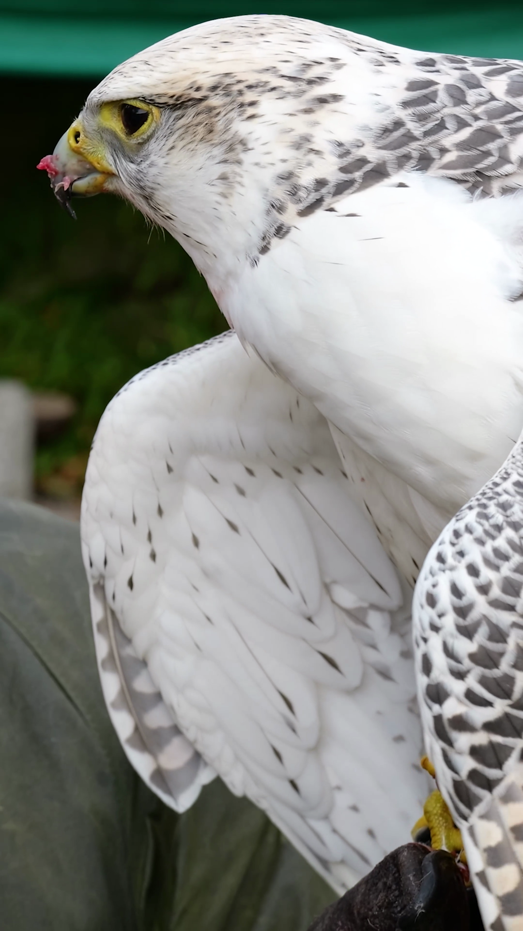 Motion Falcon Enjoys Meal Successful Hunt Stock Footage SBV-353203485 ...