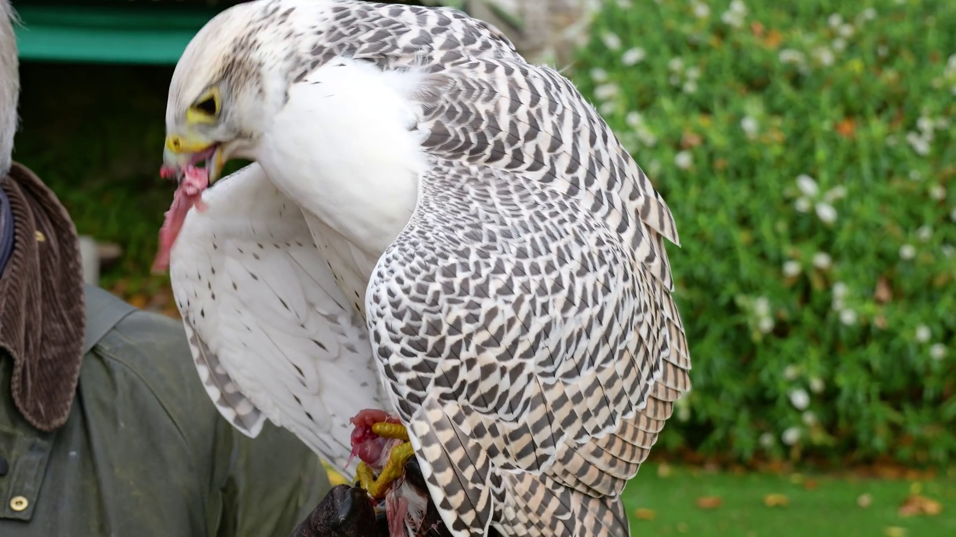 Motion Falcon Enjoys Meal Successful Hunt Stock Footage SBV-352481482 ...