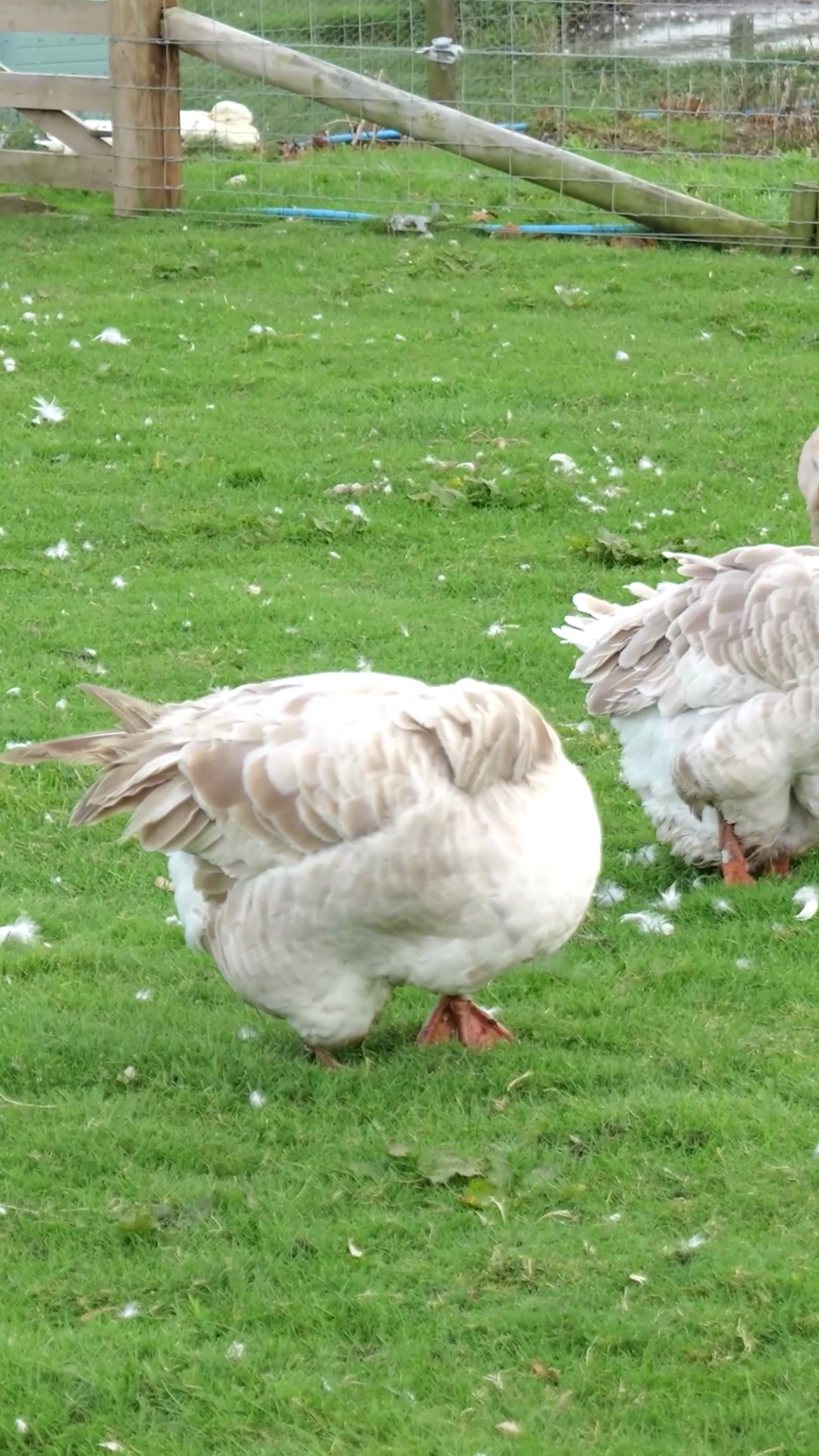 Motion Multiple Geese Shown Preening Stock Footage SBV-353203510 ...