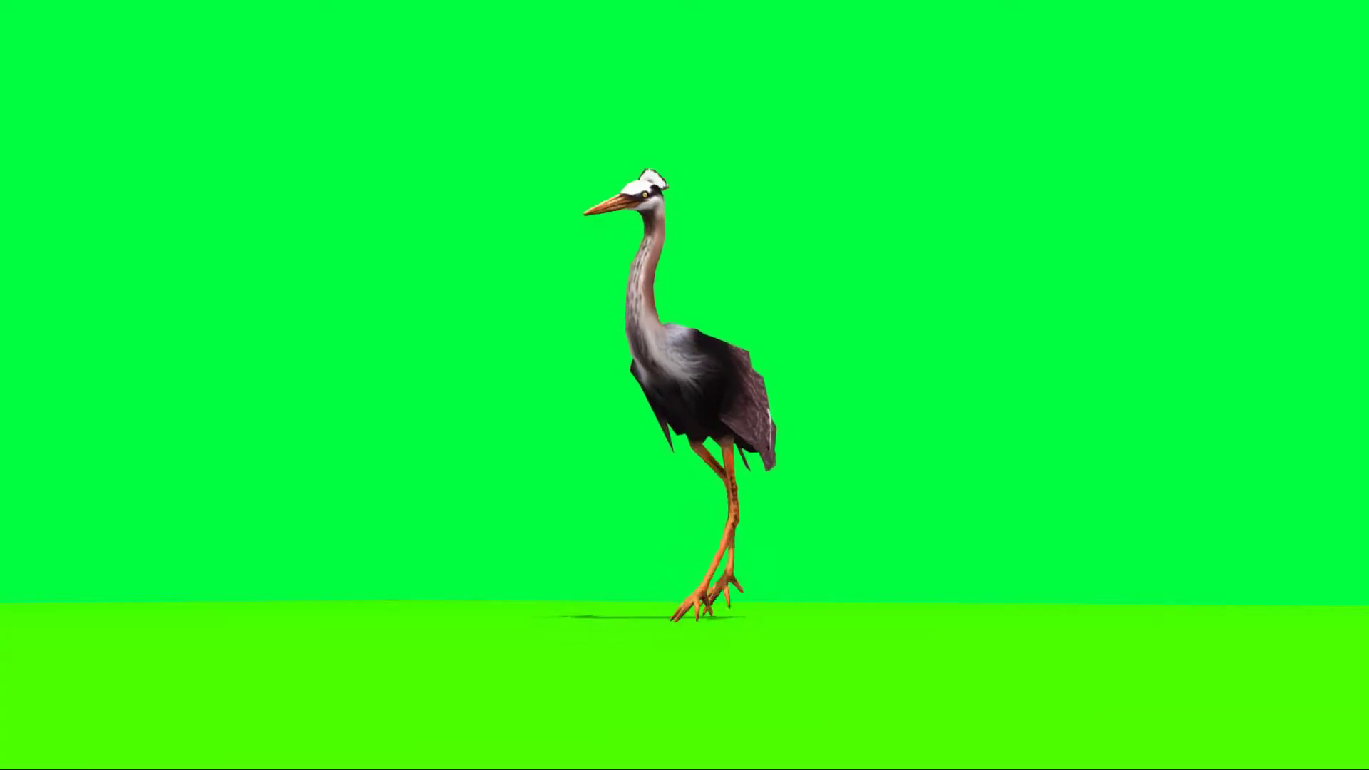 Crane Walking On Green Screen Stock Motion Graphics SBV347490143