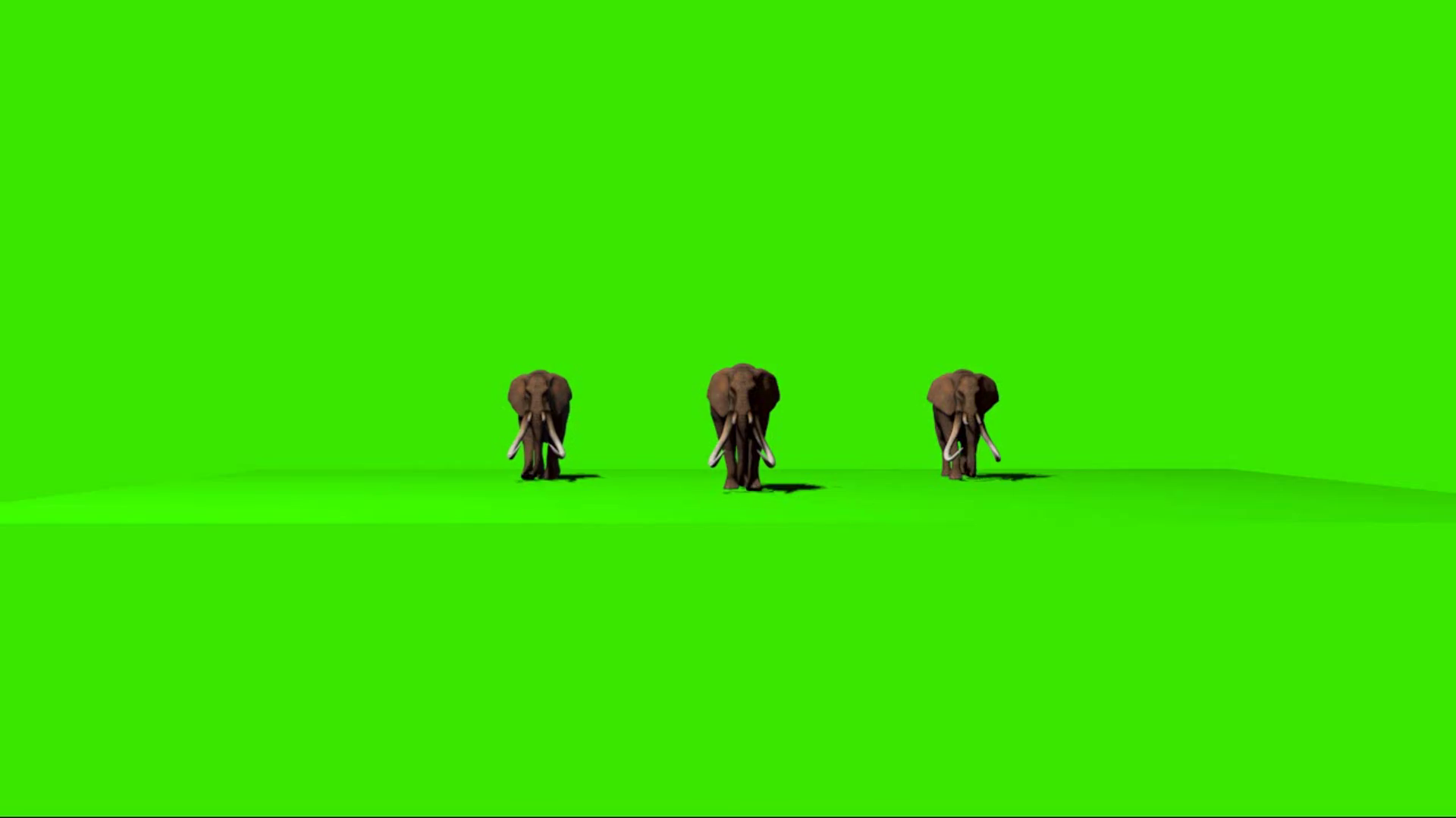 Elephants Walking On Green Screen 21 Stock Motion Graphics SBV ...