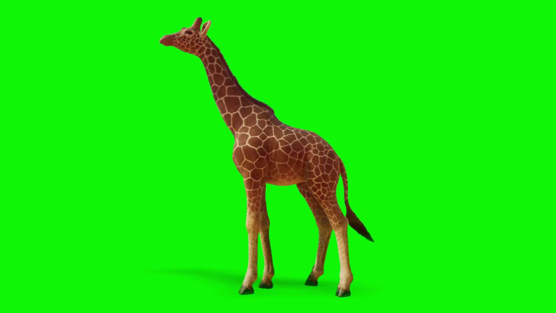Giraffe Looking On Green Screen 2 Stock Motion Graphics SBV-347559808 ...