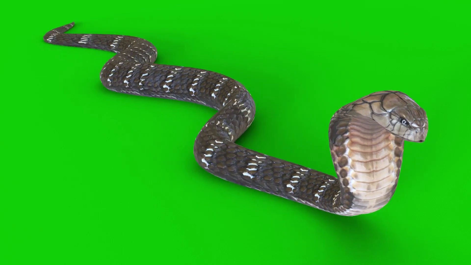 Snake Crawling On Green Screen 18 Stock Motion Graphics SBV347488709
