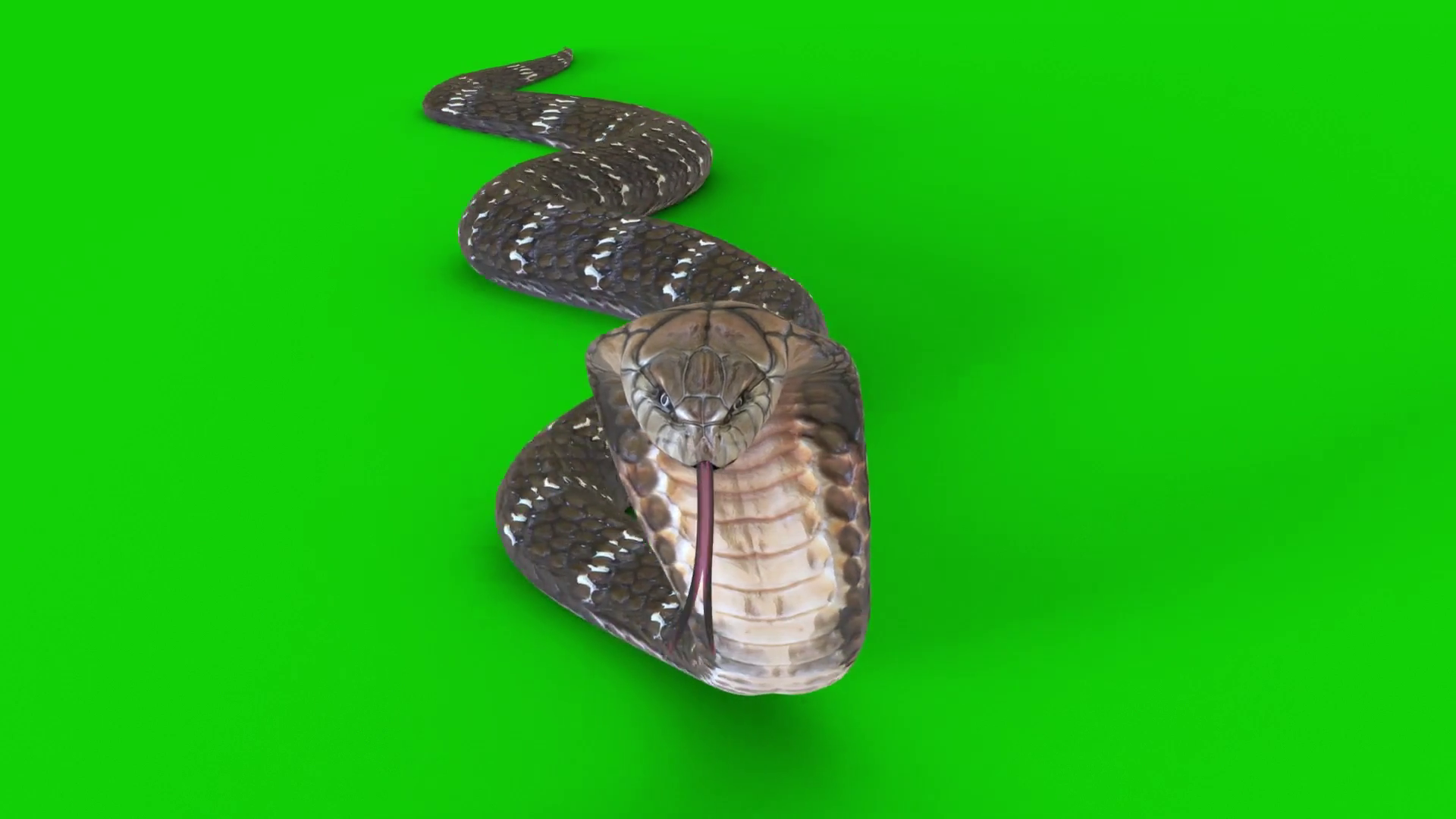 Snake Crawling On Green Screen 19 Stock Motion Graphics SBV347488707