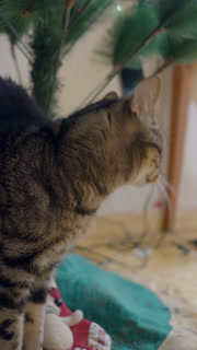 Adorable Tabby Cat Sits Under The Christmas Tree In The House (Stock Footage)