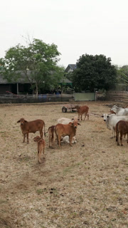 Rotating Plane of Cows in a Cowshed in Thailand (Stock Footage)