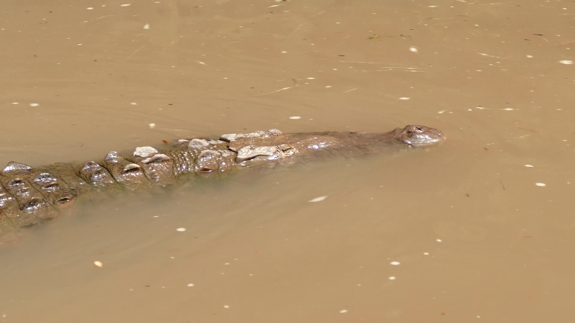 American Crocodile Animal Reptile Swimming In Costa Rica River Water