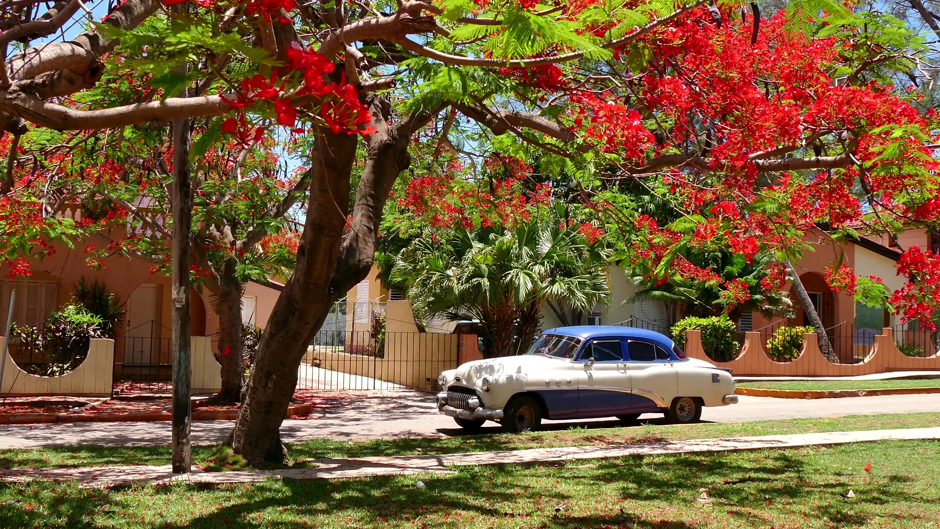 Old Vintage Cuban Car 1950s 50s Under Tree Varadero Cuba Stock Video Footage Storyblocks