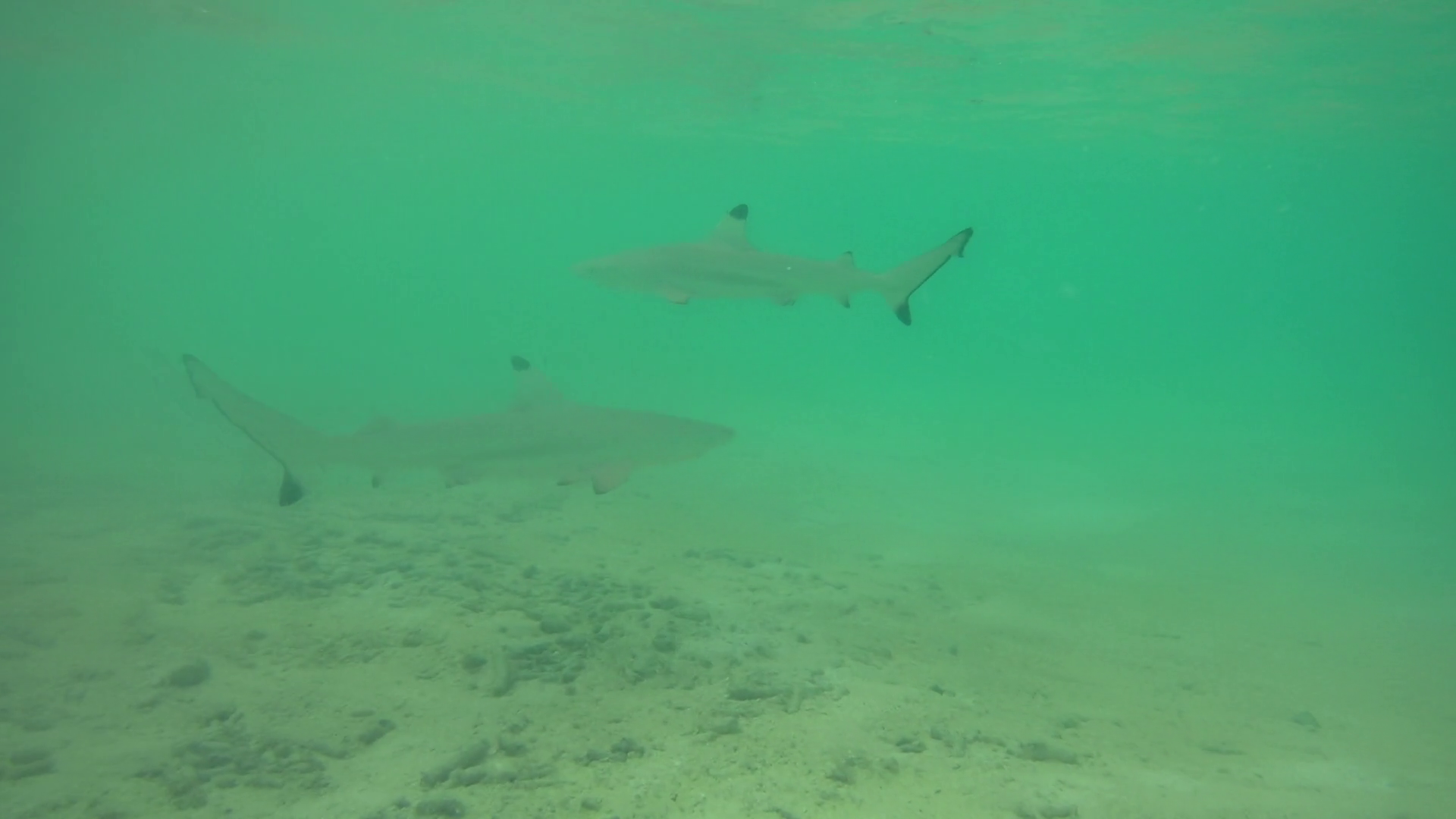 Baby blacktip reef sharks (Carcharhinus melanopterus) hunting fish in