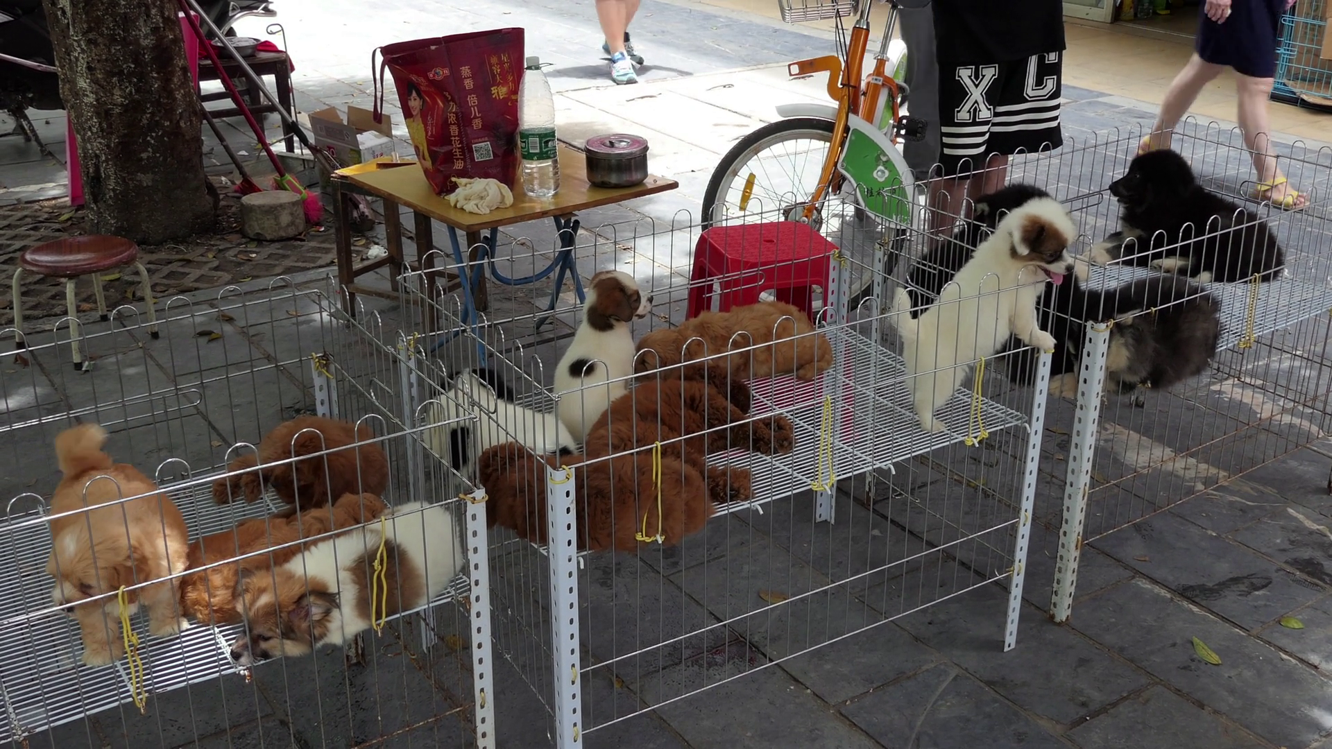 Can You Sell Animals Without A License at Marsha Havens blog