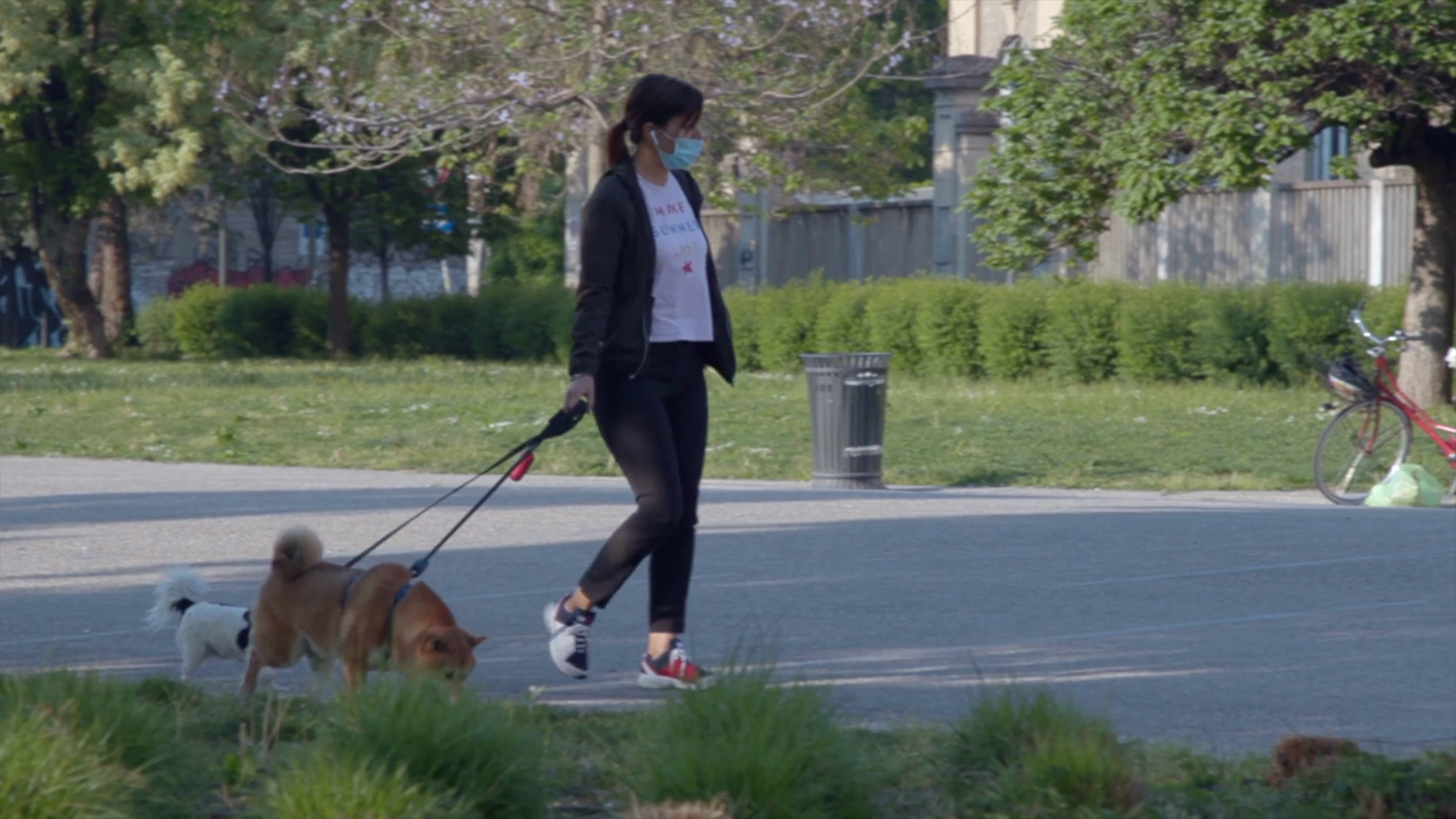 Woman Walking Dogs Pets In Milan Italy City Stock Footage SBV338411845 Storyblocks