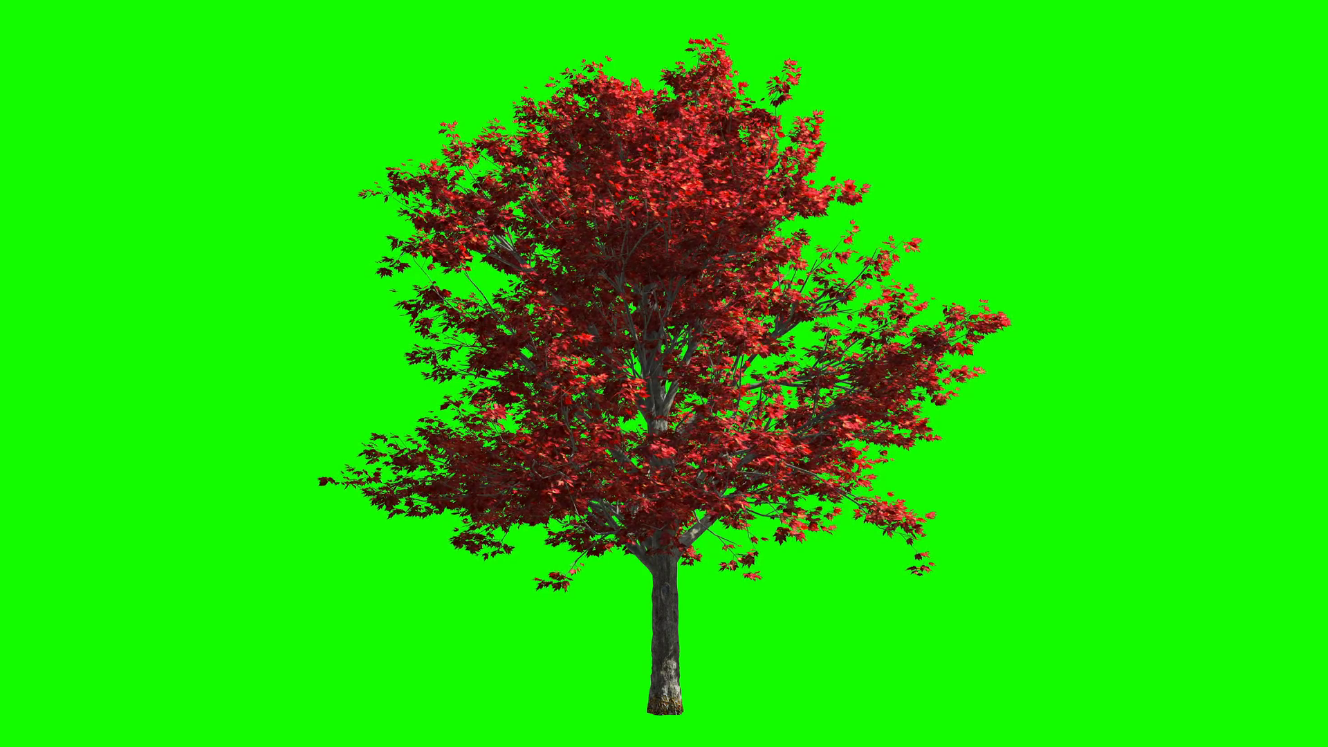 3d Render Autumn Maple Tree In Wind Isolated Stock Motion Graphics SBV