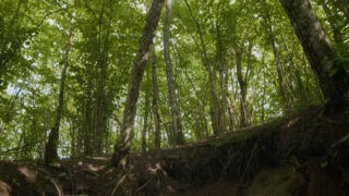 Tilt down shot of scenic landscape of forest towering trees with exposed roots and rich, earthy soil in canopy