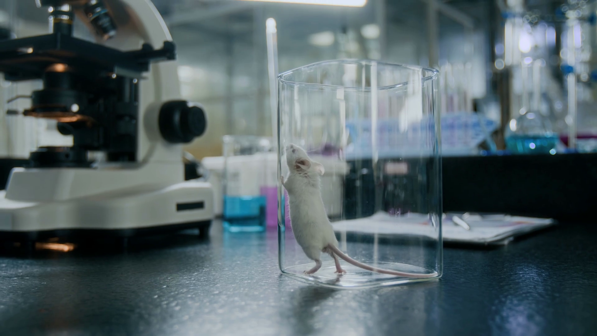 White Mouse Standing Up On Hind Legs Stock Footage SBV-351654661 ...