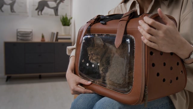 Wait | Animals stock footage - Storyblocks