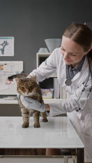 Vertical shot of female veterinarian in gloves gently comforting and checking brown tabby cat standing on examination table in clinic
