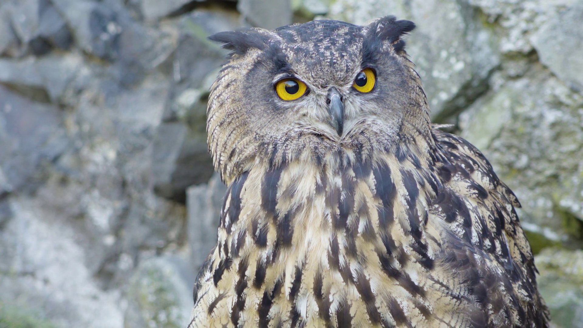A detailed view of an owl's head as it turns it around and watches its