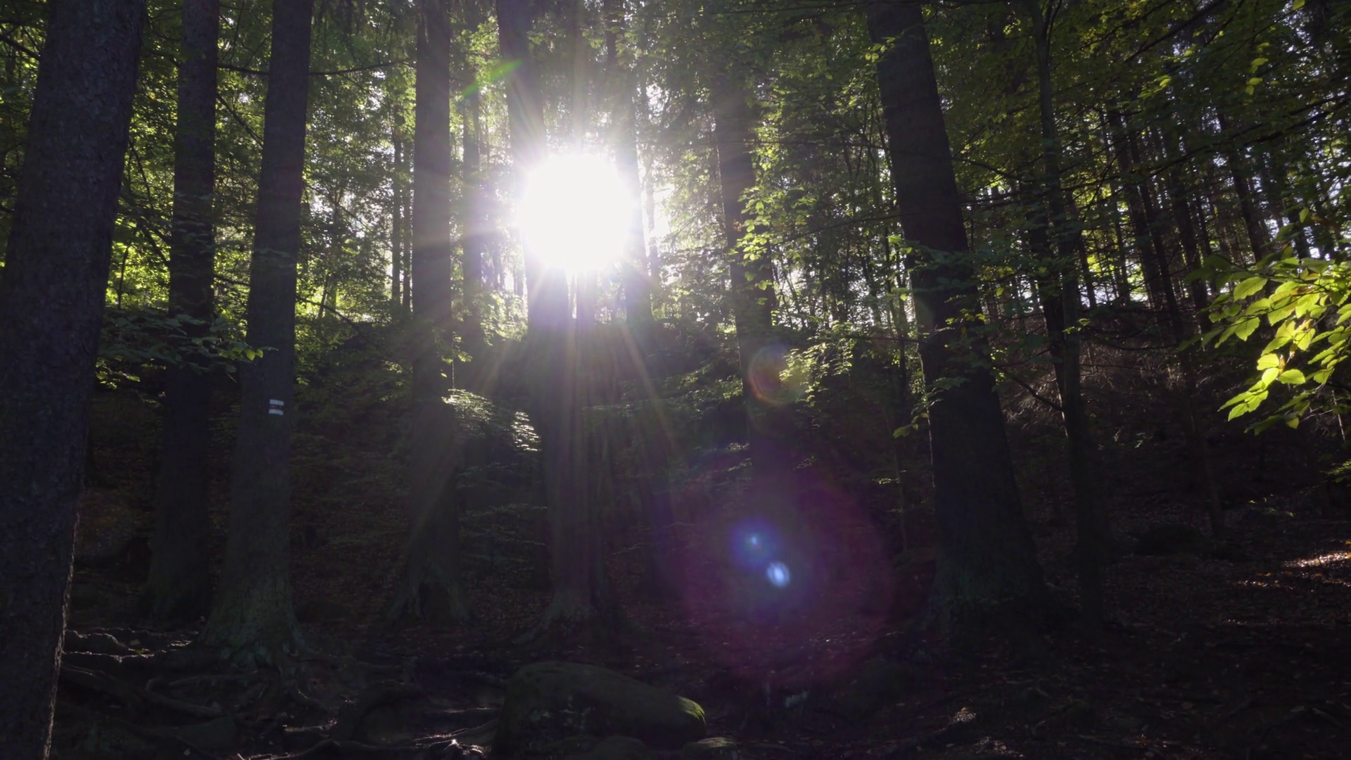 Deep inside a dark forest, sun shines through the tree branches. Stock