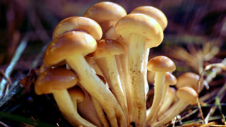 Sustainable Food Source Concept Close-Up of Wild Mushrooms Growing in Forest B-Roll Shot
