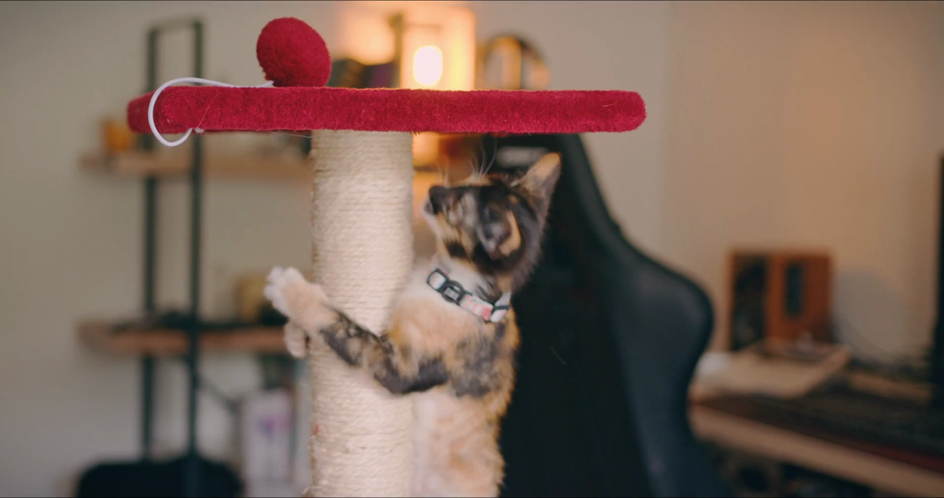 Calico Kitten Plays With Scratching Post Stock Footage SBV347763499(02)