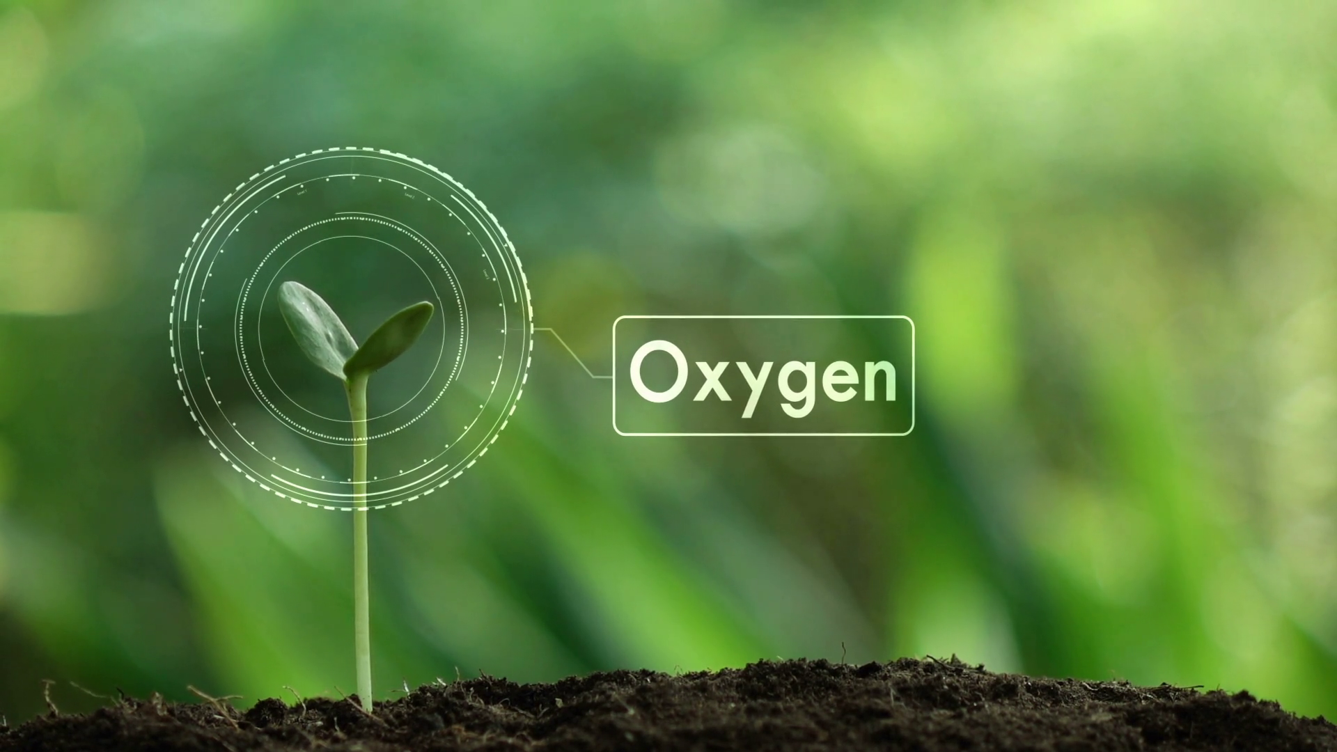 Planting a tree and Oxygen hologram for save the earth and natural , clean ecology in natural