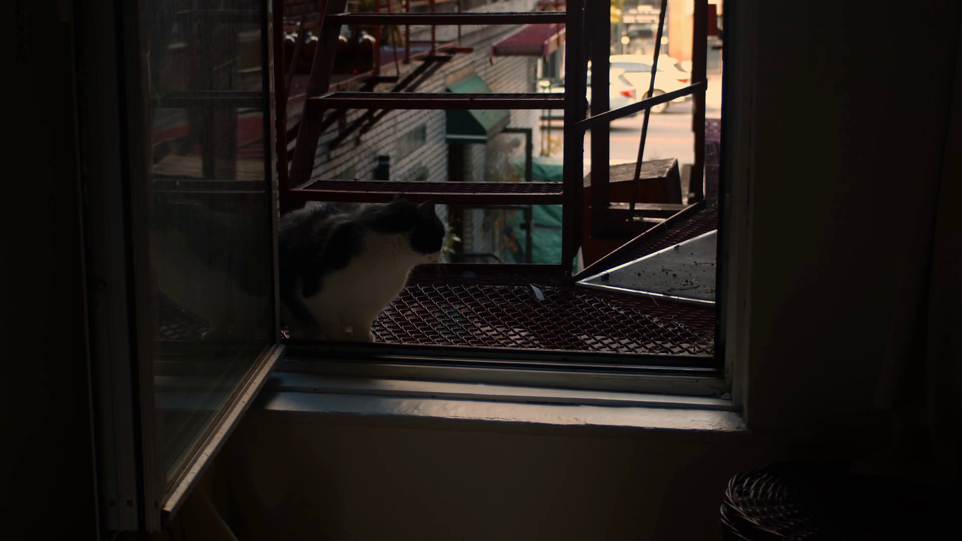 Cat Tries To Enter Apartment Through Window Stock Footage SBV-347422340 ...