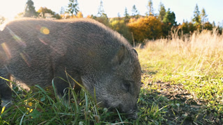 Wild boar is outdoors on the field.