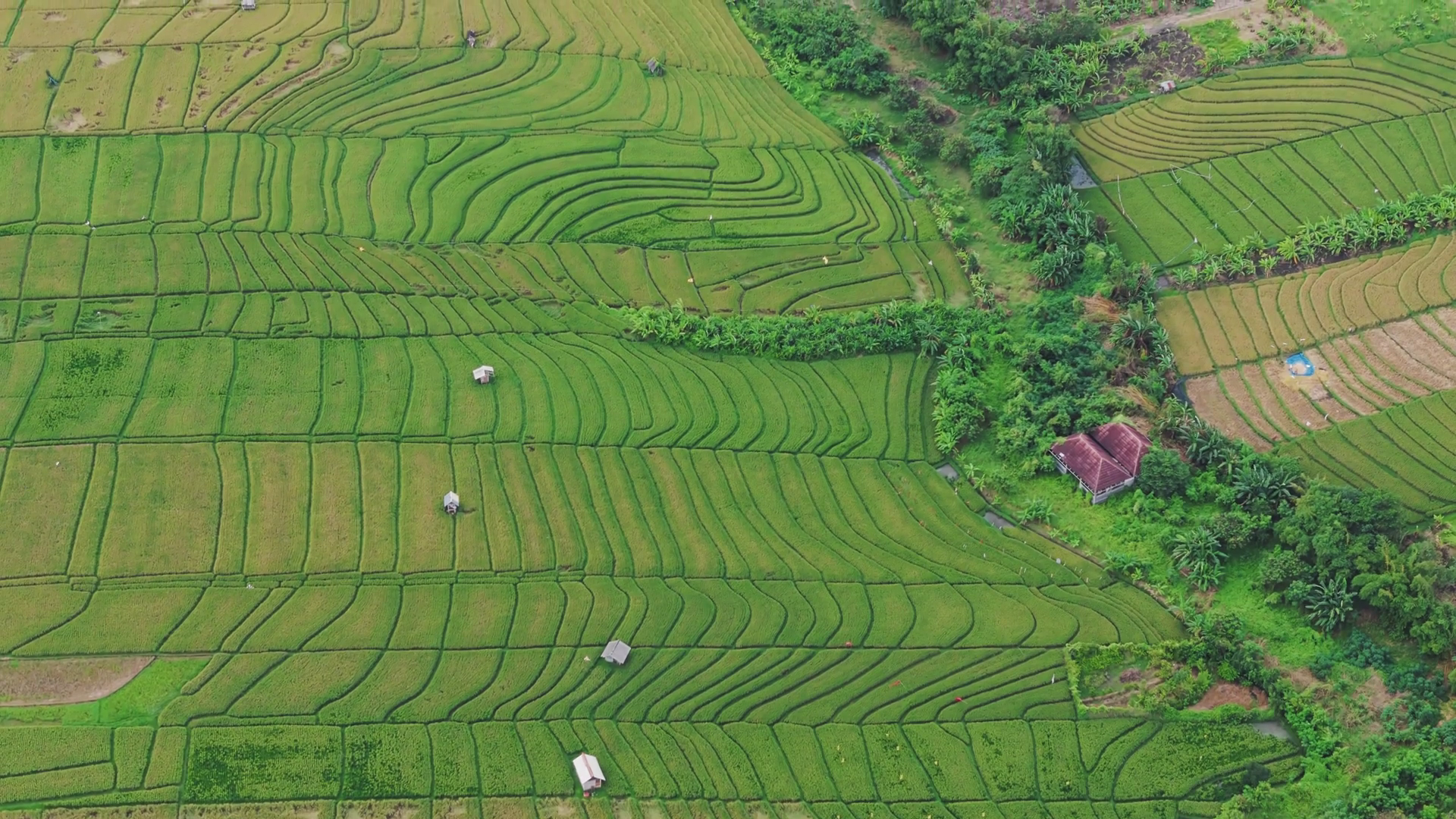 Aerial View Of Intricate Rice Terraces In Stock Footage SBV-351915537 ...