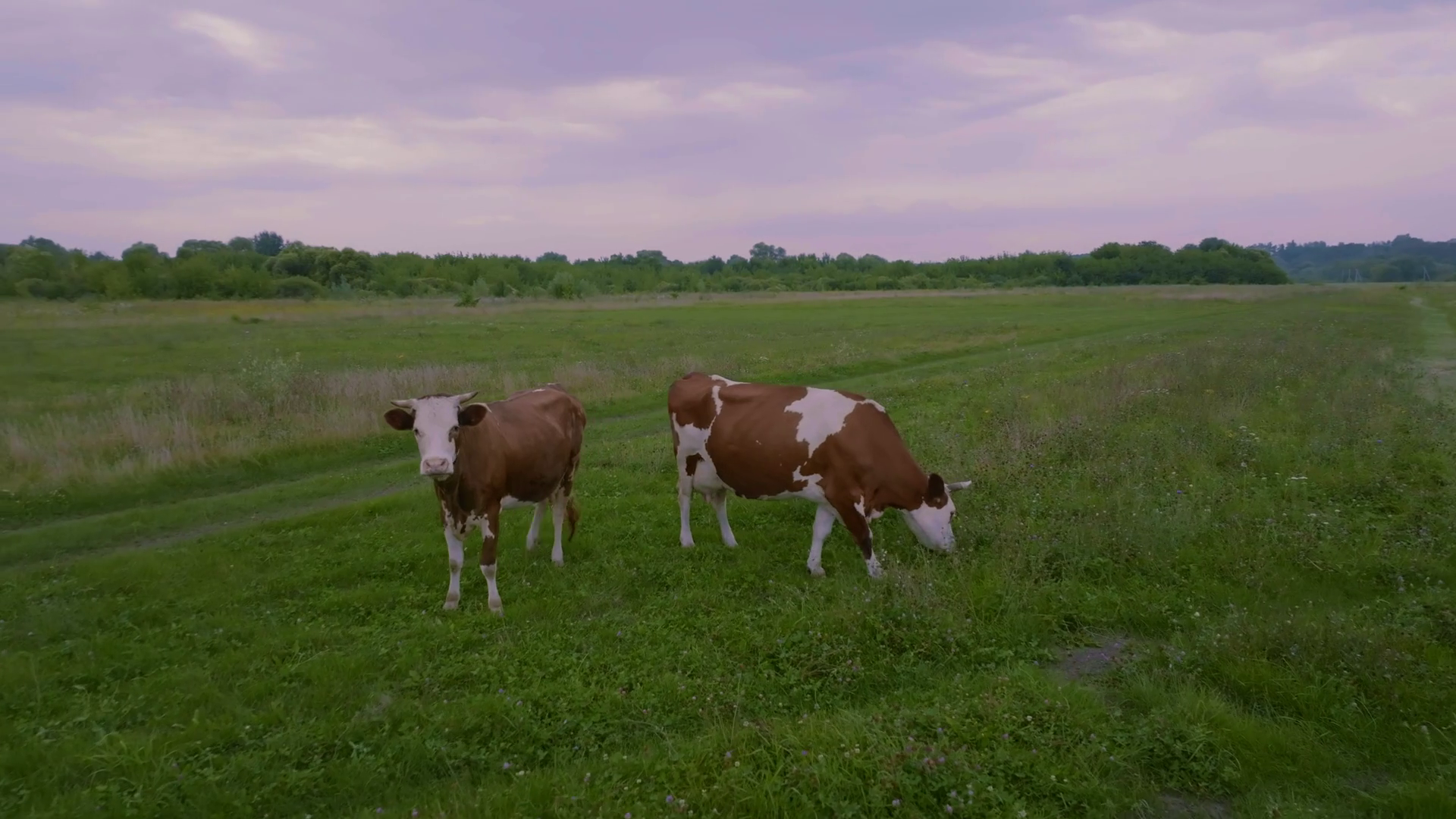 Two Cows Grazing On Green Meadow Pasture Stock Footage SBV-348365569 ...