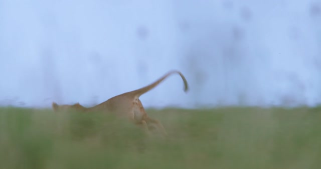 Mock Hunting Stock Footage: Royalty-Free Video Clips - Storyblocks