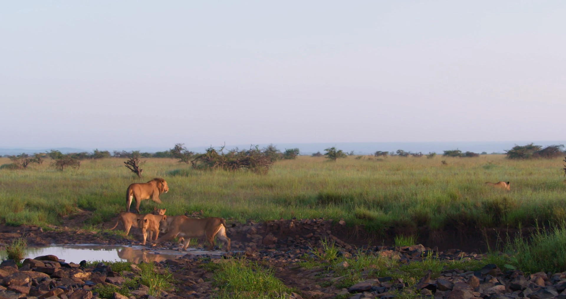 Extreme Wide Shot Of Pride Of Lions Walking Stock Footage SBV-351674964 ...