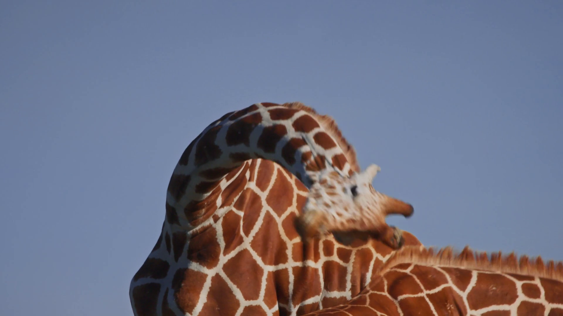 Close Up Of Two Reticulated Giraffes Play Stock Footage SBV348642340 Storyblocks