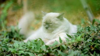 Cream colored cat resting peacefully among green plants in a tranquil garden setting